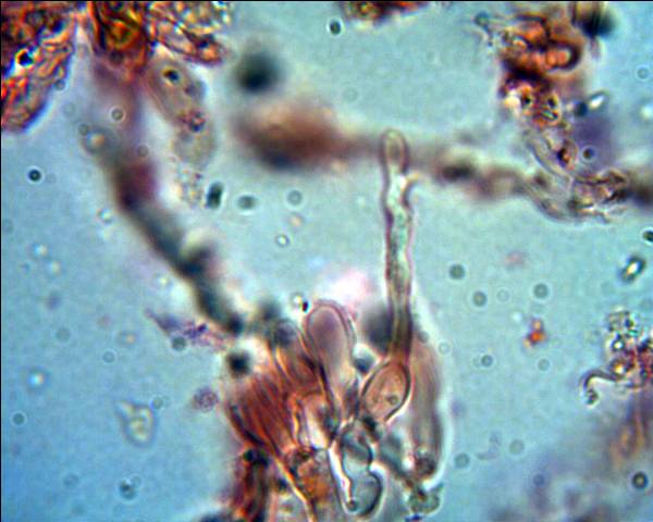 Corticiacea da determinare (Hyphodontia juniperi)
